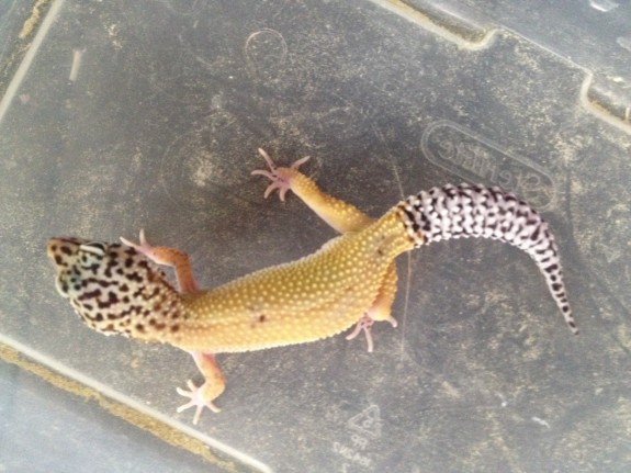 Galase6 "all grown up" (superhypo reverse stripe het Tremper, 50% het eclipse)