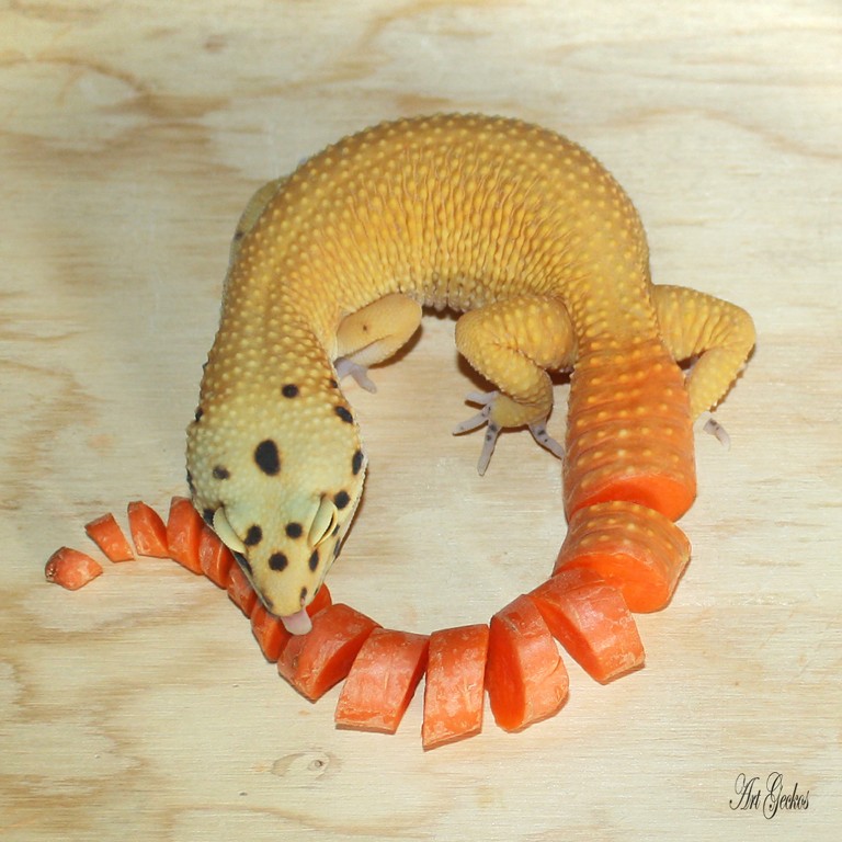 Scrumptious New Leopard Gecko Morphs Developed! Gecko Time