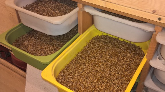 15 pounds of mealworms ready for sale