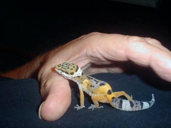 dwarf leopard gecko