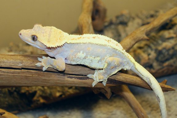 yellow crested gecko