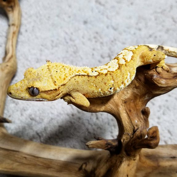 yellow crested gecko