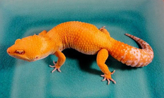 download superworms for leopard geckos