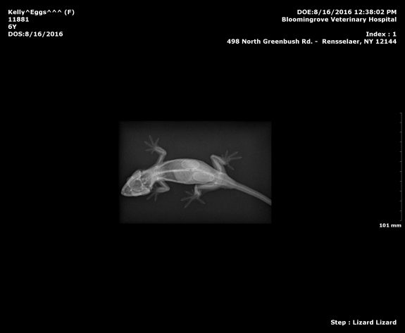 X-Ray of Eggs with eggs