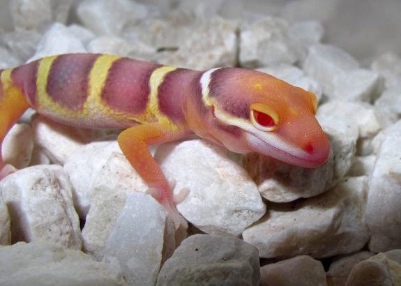 bell albino leopard gecko eyes