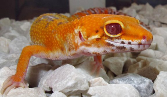 bell albino leopard gecko eyes