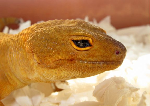 bell albino leopard gecko eyes