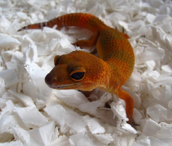 Mandarine Tangerine Noir Desir female showing much darker overall appearance