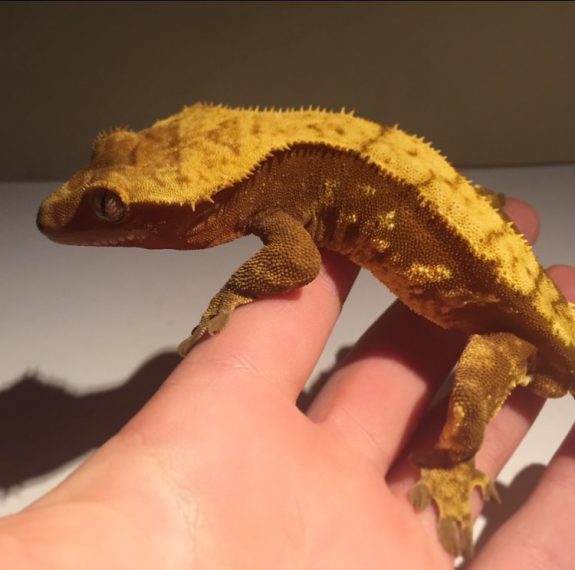 crestie1