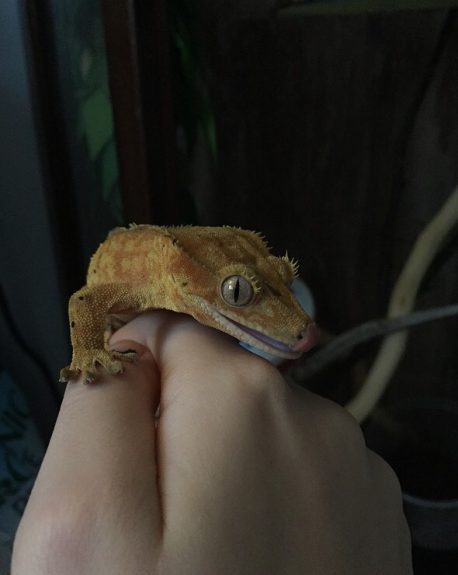 crestie2