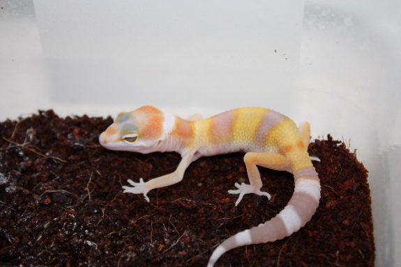 W&Y Tremper Albino hatchling (few days old)