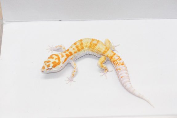 Banded W&Y Tremper Albino