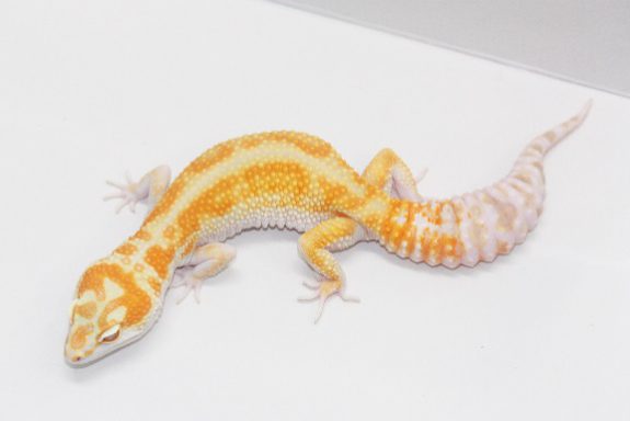 Striped W&Y Tremper Albino