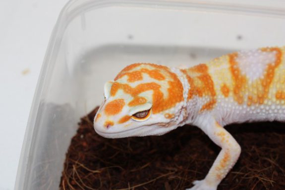 Non-W&Y Tremper Albino line