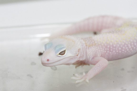 First W&Y Mack Snow Tremper Albino