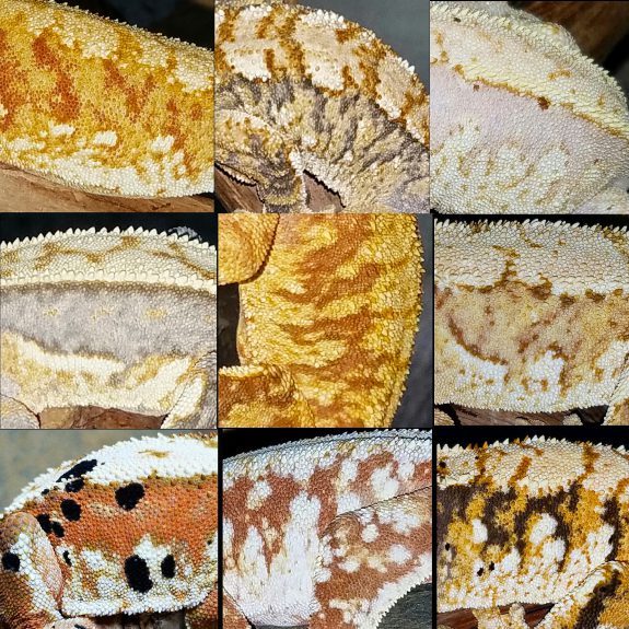 Crestie "skins" from Tom Favazza
