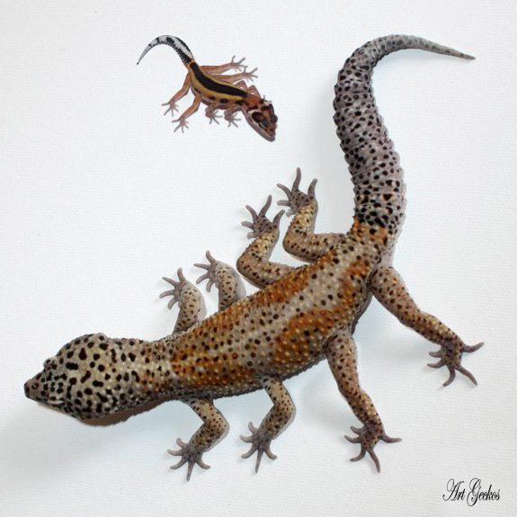 Spider Gecko by Ben Bargen