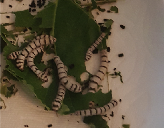 Striped silkworms