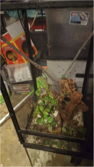 Stick insects and enclosure