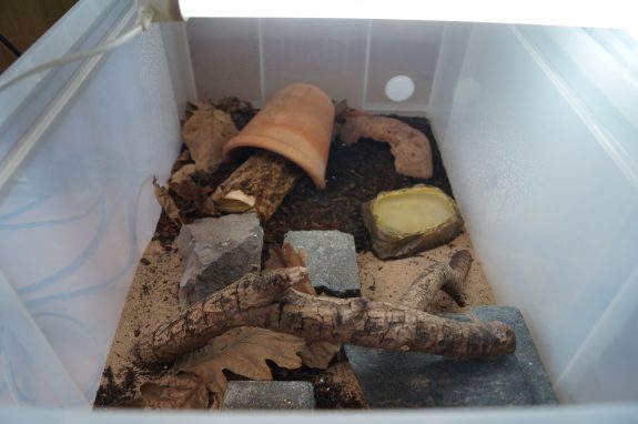 leopard gecko plastic tub