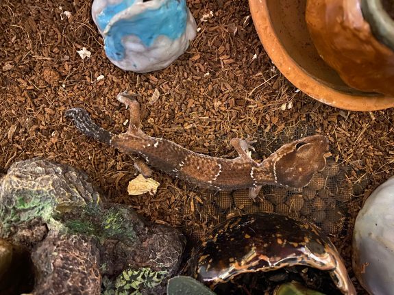 leopard gecko crypto