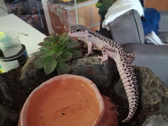 leopard gecko mack super snow