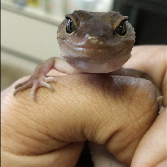 Pet store shop gecko