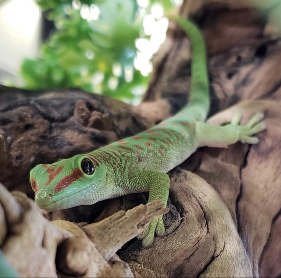 Pet shop shop gecko