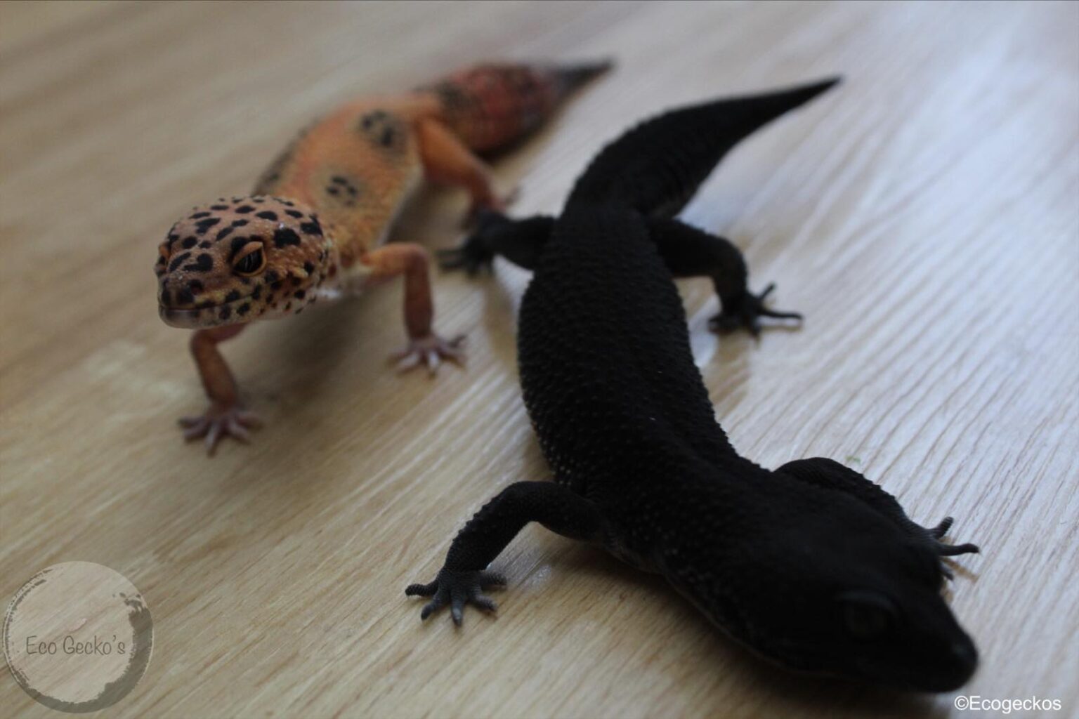 Black Night Leopard Geckos Interview With Jayden Coleman Of Eco Geckos Black Night Leopard Geckos Interview With Jayden Coleman Of Eco Geckos