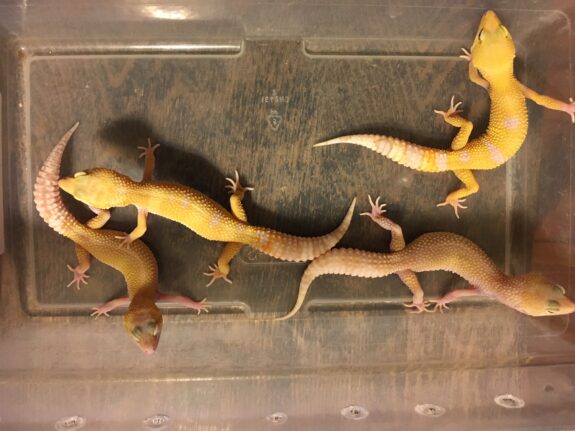 how do geckos breed