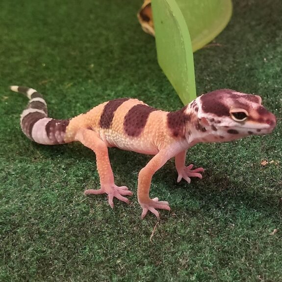 Leopard geckos (and most reptiles) require a heat gradient in