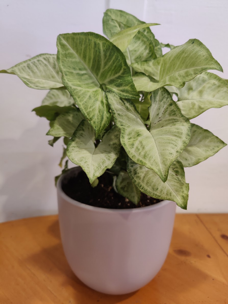 Can you put live plants in a leopard gecko tank? Gecko Time