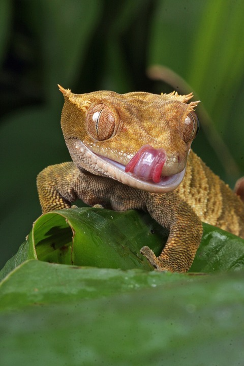 Fruit gecko 2025