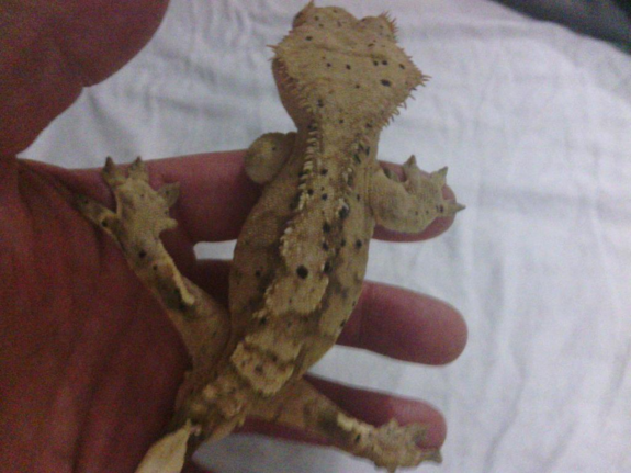 Crested shop gecko fruit