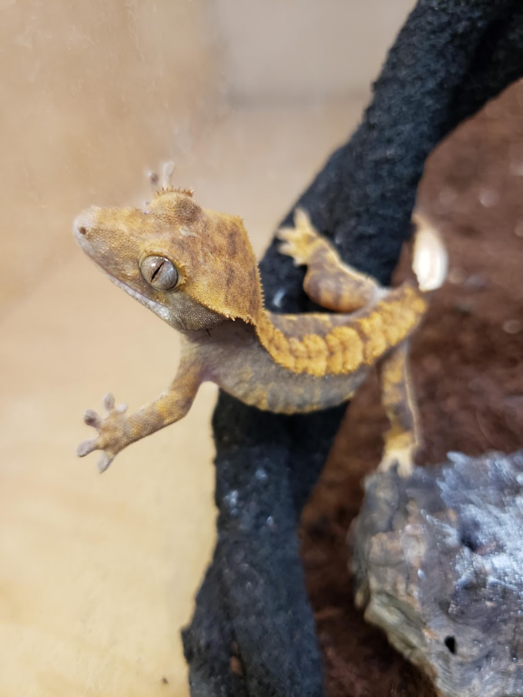 Crested gecko 2025 heat lamp