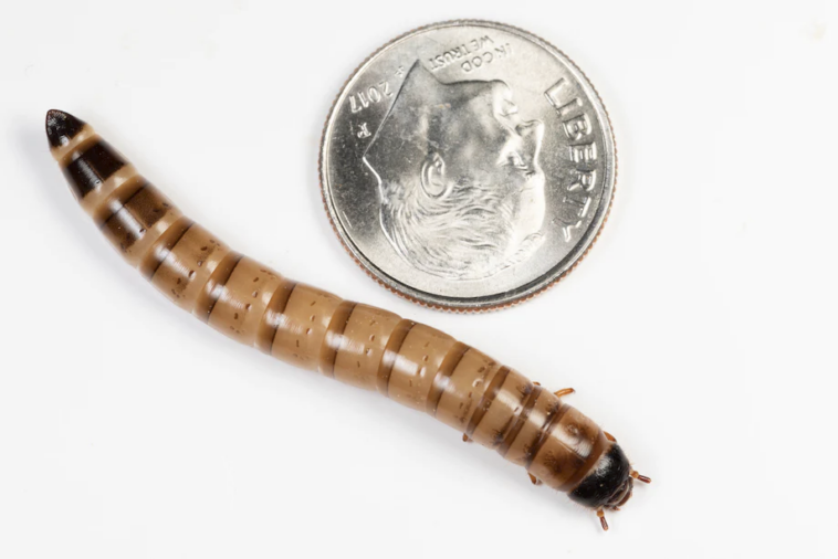 Can leopard geckos eat superworms? Gecko Time