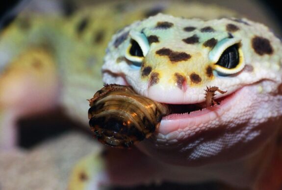 He's turning really gray is this normal or a serious problem or both :  r/leopardgeckos